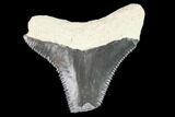Bargain, Fossil Megalodon Tooth - Florida #108379-1